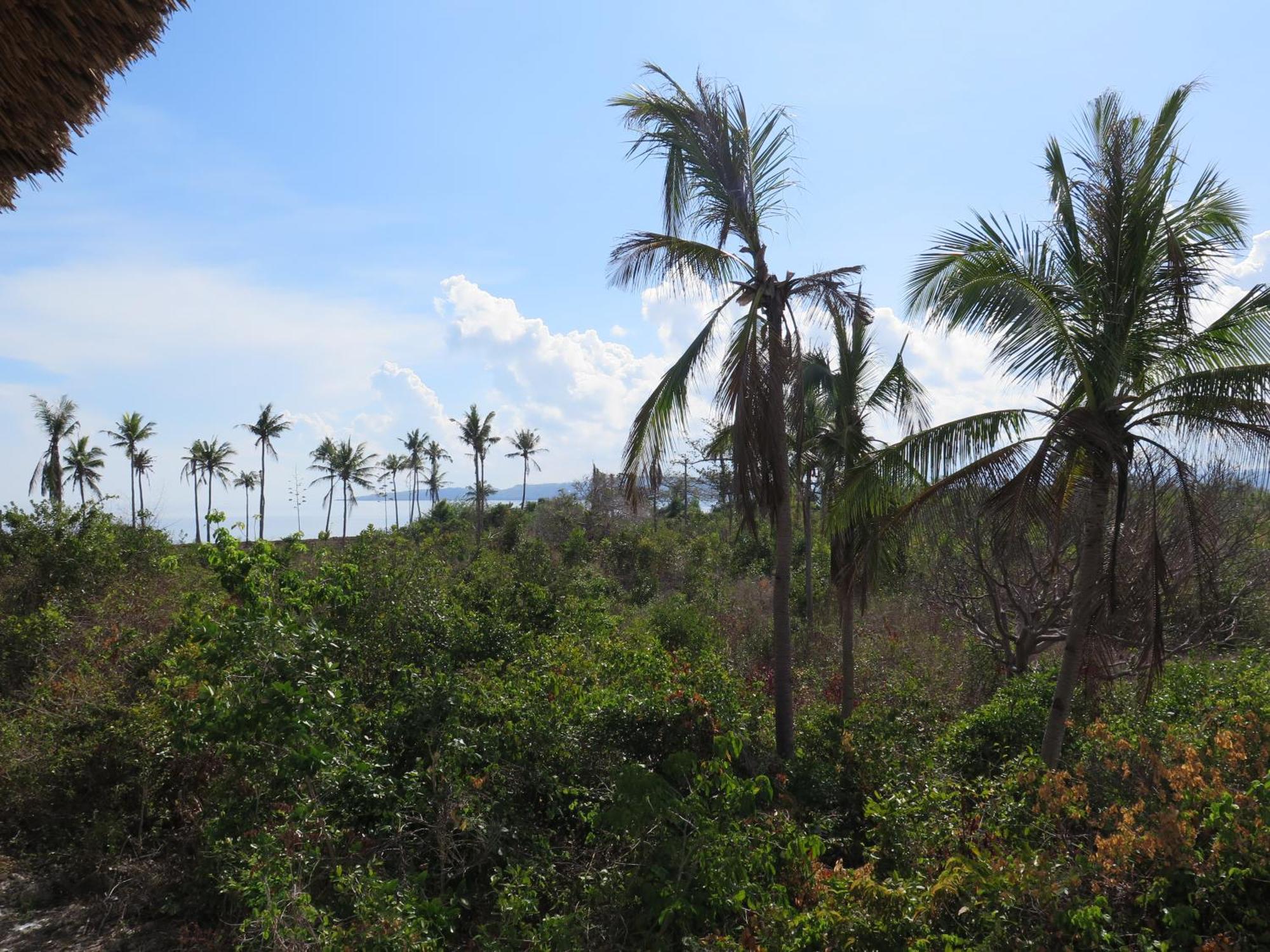The Wild Orchid Resort - Moalboal Kültér fotó